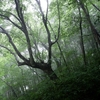 雨の苅尾山