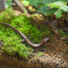 バンダイハコネサンショウウオ Onychodactylus intermedius