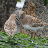 また、近くの県へ鳥を見に行った日記。（２０２１　０５１２）その１。