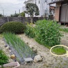 菜園拡張、空の通院、タンポポ、