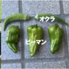 庭で夏野菜 89　【オクラ、ピーマン】