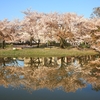 盛りを過ぎても桜