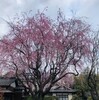 『桜がたくさん咲いていて』