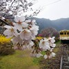 安野・花の駅公園でお花見さんぼ