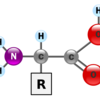 人間の中に潜むアミノ酸の面白い話