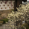 勧修寺の梅と寒桜