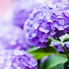 紫陽花の季節へ