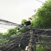 プノンペンの街中で大きな不思議な鳥を見かけました。その名は「サイチョウ」。