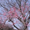 新林公園梅林＆今日の独り言