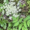 立山高原　純白のブログ花（４）