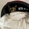 雨の日はお昼寝が捗る。
