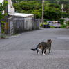 八重山諸島のねこさん