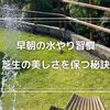 【早朝の庭での水やり習慣】芝生の美しさを保つ秘訣