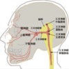 顔面の感覚障害の分布とその障害部位について
