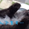 いたずらが見つかって死んだふりをする猫【動画】