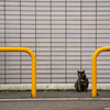 近隣繁華街のねこさん