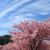 早咲きの桜「河津桜」の魅力と河津桜祭りの楽しみ方