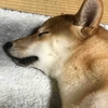 柴犬あきとの生活　146