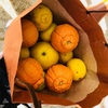 おすそ分けの柑橘類