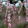 遅咲きの枝垂れ梅