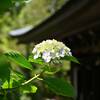 円覚寺の紫陽花（２）