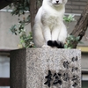 生きていた子猫