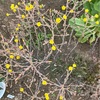 家庭菜園