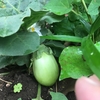 緑茄子🍆無農薬無肥料家庭菜園