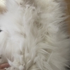 長毛種の猫のシャンプーの仕方【前編】〜愛娘の１年ぶりのシャンプー【ノルウェージャンフォレストキャット】