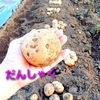 じゃがいもの収穫！