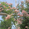 子ども植物園　初夏