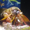 Peacock mantis shrimp / モンハナシャコ