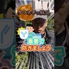 家庭菜園や農園のタマネギ栽培で重曹で病気予防！春から発生するさび病やベト病予防の解説とタマネギの育て方！【農家直伝】#shorts