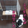 猫ダイエットチャレンジ