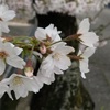 桜便り　八分咲き