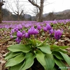 八津鎌足のカタクリ群生地　カタクリの花が見頃です（秋田県仙北市）