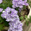 生育旺盛💜毎年楽しめる💕スーパーベナアイストゥインクル