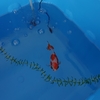 エサも切らずキレイな淡水のままで