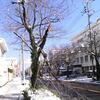 雪で鹿児島市の桜、折れる 2011年