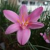東京の今朝の天気（6月23日）：曇り、MyGardenのサフランモドキ