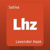大麻の種類 Lavender Haze

 ラベンダーヘイズ