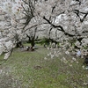 🌸小石川植物園の桜並木です❗