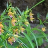 白山市の湿地に咲いたカキラン