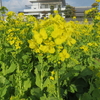 菜の花畑に癒されて
