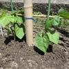 インゲン豆、里芋、ナスの植え付け