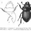 †Ceruchites hahnei Statz,1952についての検証