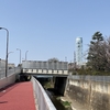 平成みあい橋の桜