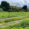 県立大学のひまわりは‥‥。