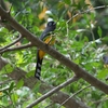 ズグロハグロキヌバネドリ Black-headed Trogon