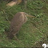 ムラサキサギが出水市に飛来（鹿児島県）